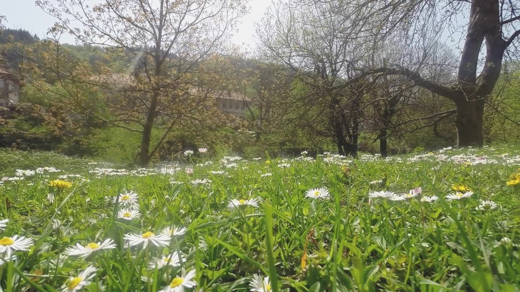 美丽的风景,与雏菊花在前景和背景上的山间溪流