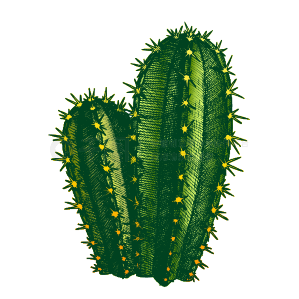 Cereus HildmannianusֻƵʸ״ϰصɣȻɷ֧ڼٻʽģͲɫͼɫHildmannianusֻʸ