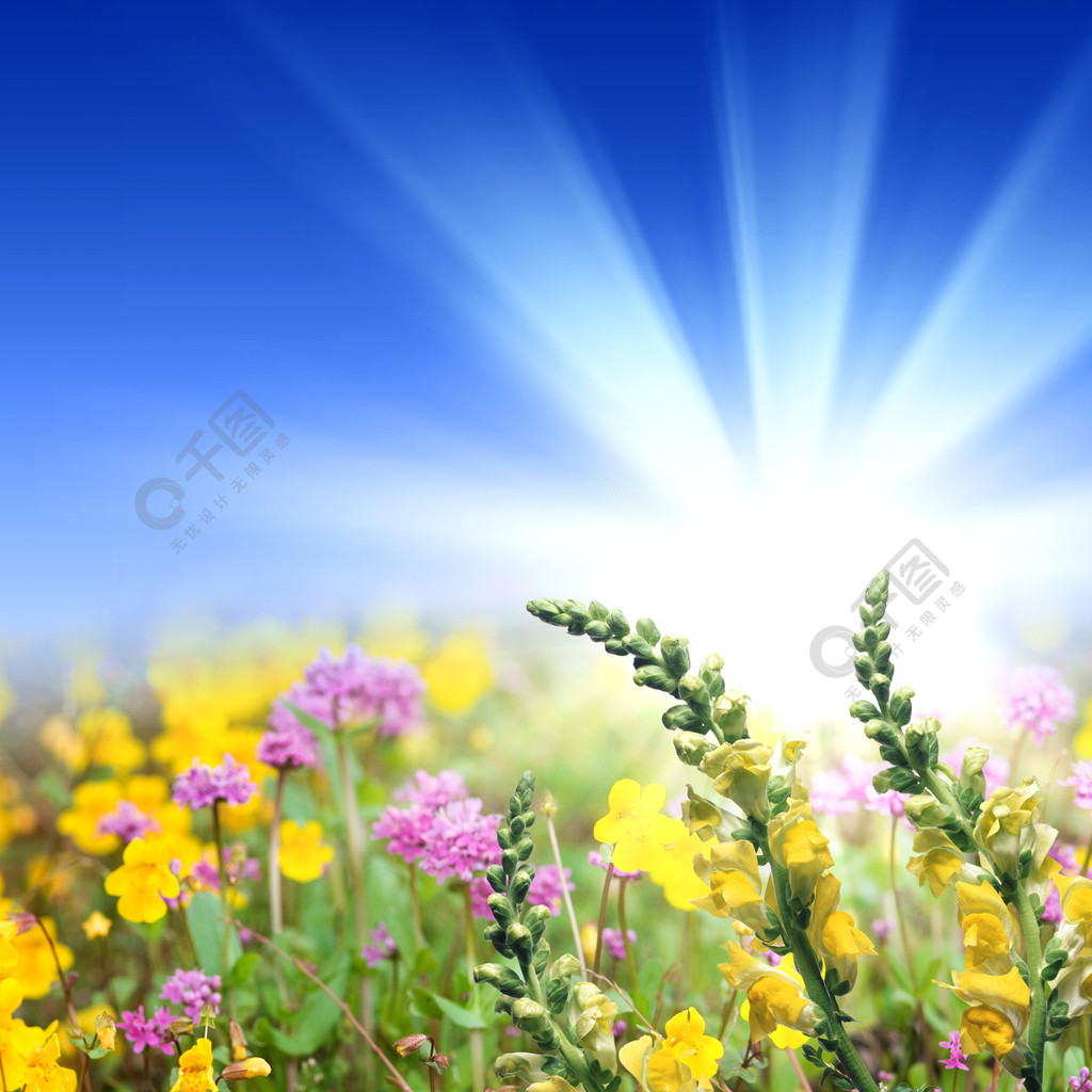 充满鲜花和阳光明媚的草地的图片自然风景免费下载