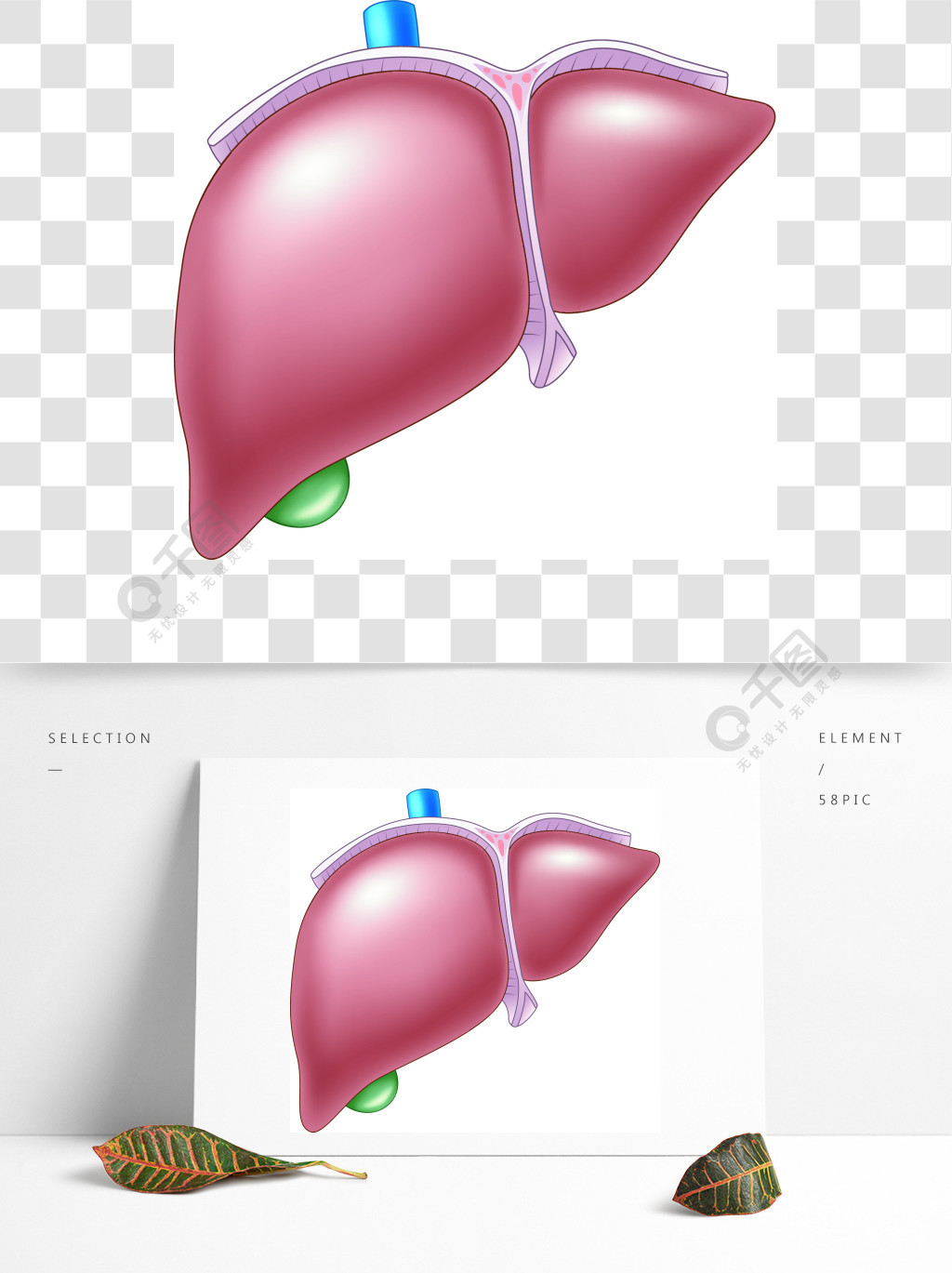人体肝脏解剖图