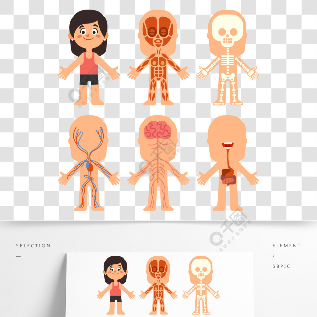骨骼和肌肉系统教育科学医学生理学矢量孤立的符号图卡通女孩的身体
