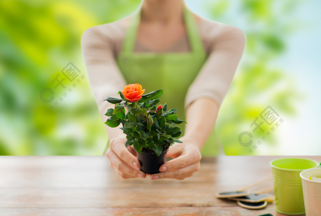 园艺,种植和人们观念-接近拿着花与的女性花匠手花盆在绿色自然本底上