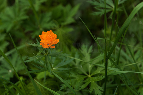 桔子开花在绿色背景的金莲花在阿尔泰山橙花金莲花