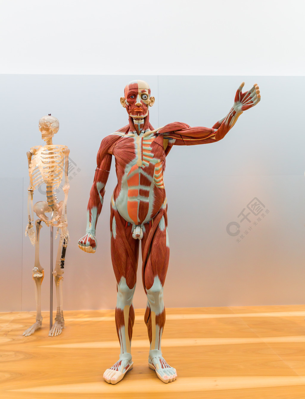男性人体,肌肉系统的解剖模型和骨骼医学海报,医学教育理念1年前发布