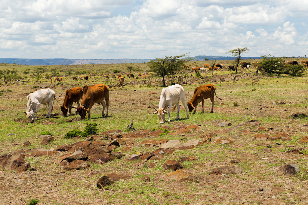 动物,自然和野生动物的概念-在非洲大草原放牧的奶牛在非洲大草原放牧
