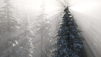 薄霧在冬季的山坡上的松樹林中在山坡上的松樹林中的迷霧