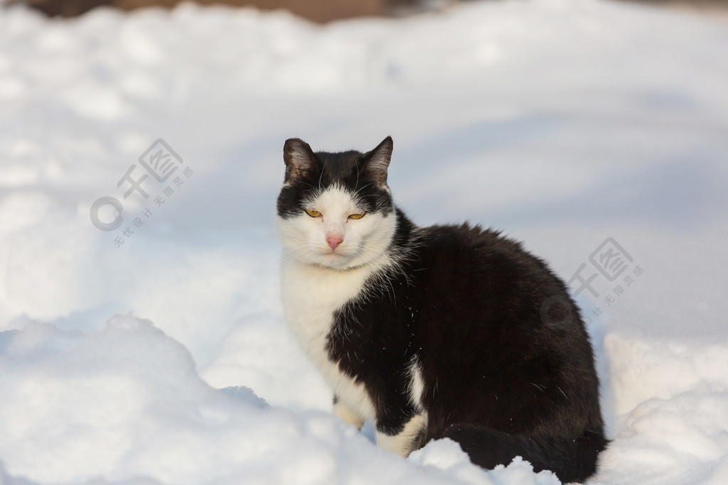 冬季在雪地里出猫