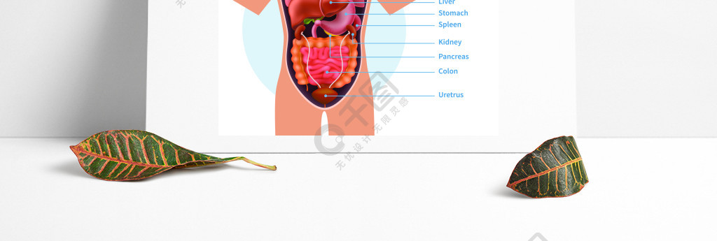 与人体器官的人体解剖学海报命名现实传染媒介例证人体解剖学海报