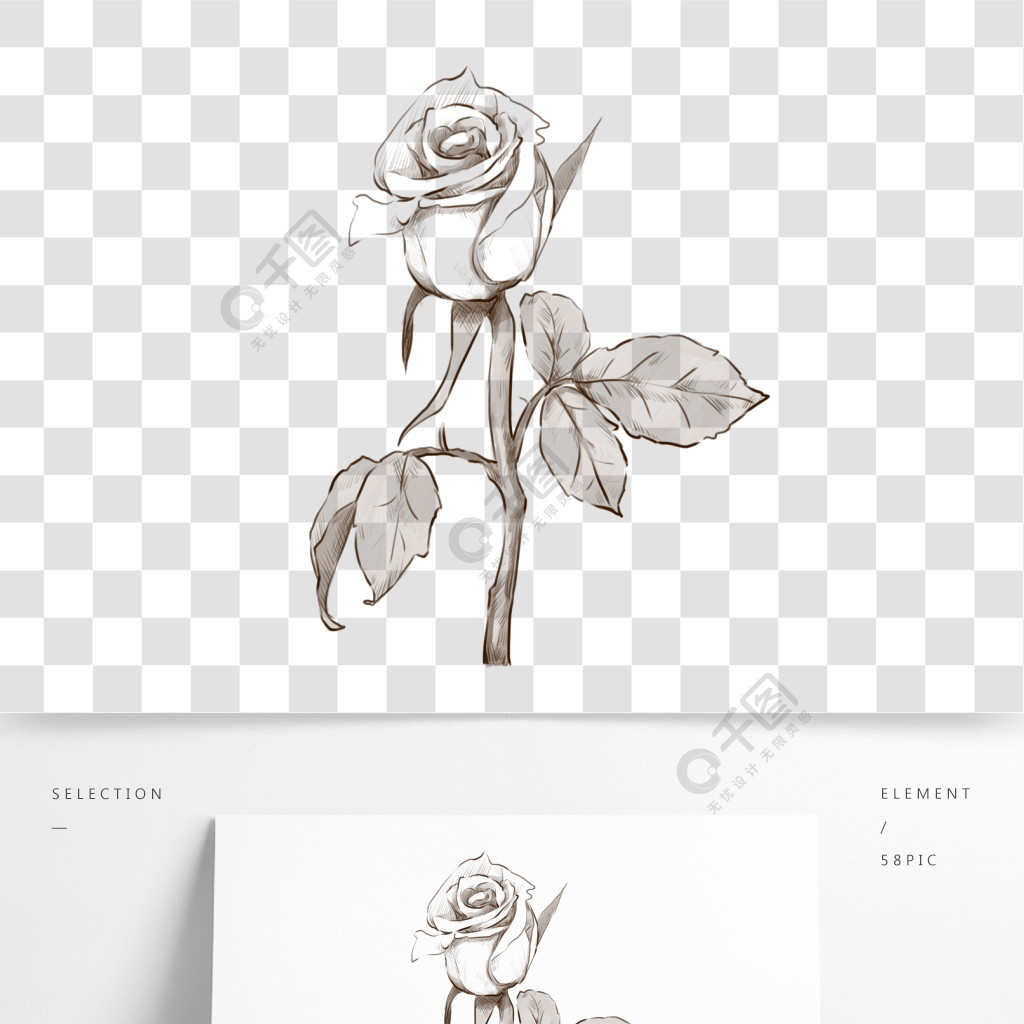 线描白色玫瑰花插画
