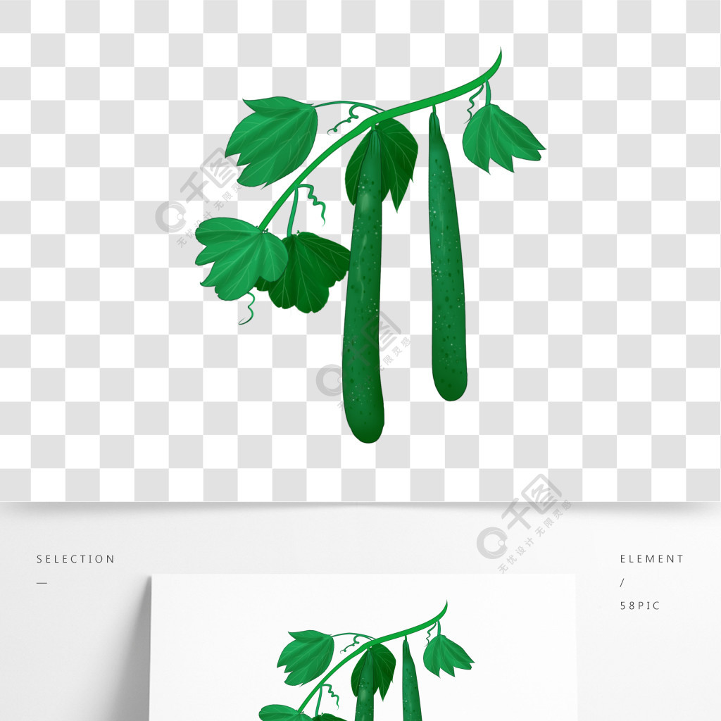 手绘藤蔓上的黄瓜插图