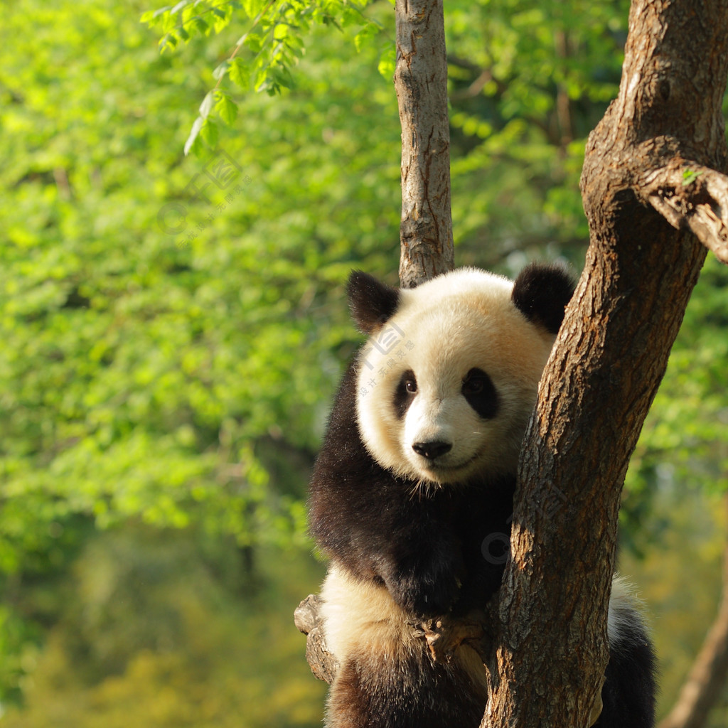 可爱的熊猫幼崽动物植物免费下载_jpg格式_2018像素