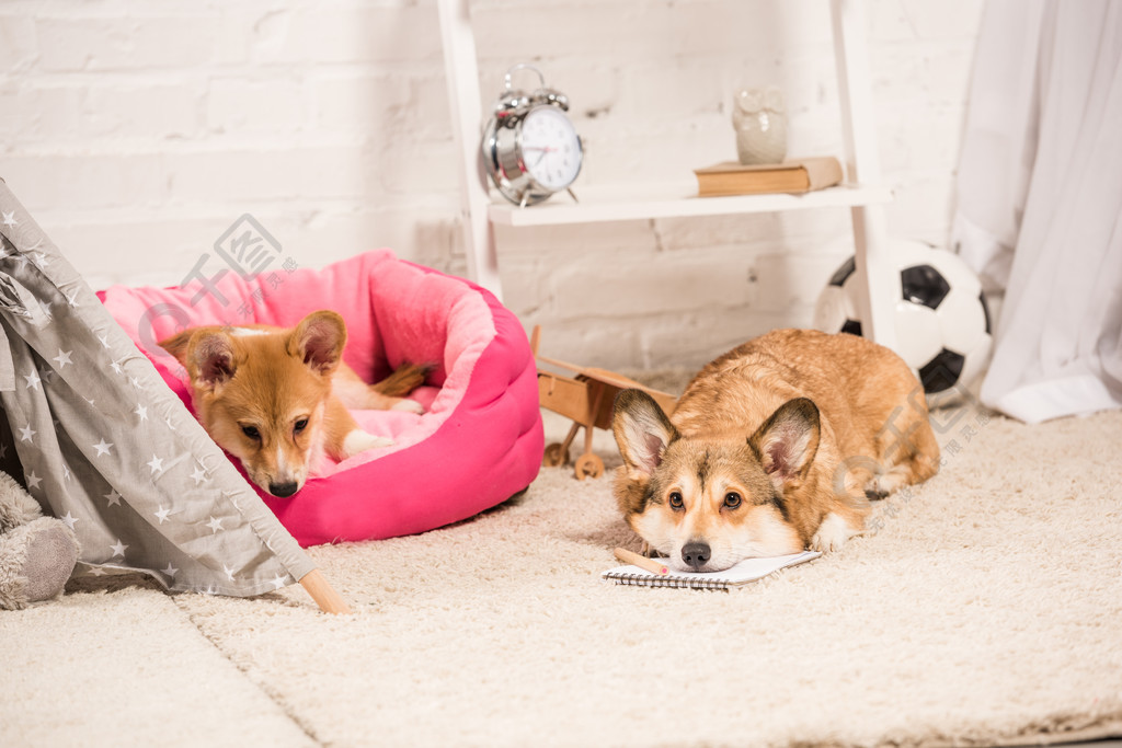 可爱的威尔士科吉狗休息在柔软的宠物屋和蓬松的地毯在家里