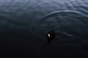 黑黑鴨子在斯帕恩河的水中游泳。昏暗的黑色和藍色色調與鴨子明亮的額頭形成鮮明對比。帶有哥特式觸感的神秘形象.