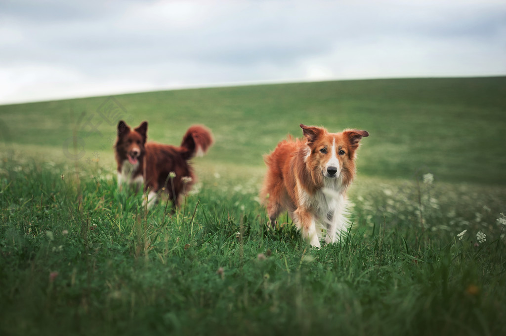 在一块草地上的两个边境牧羊犬