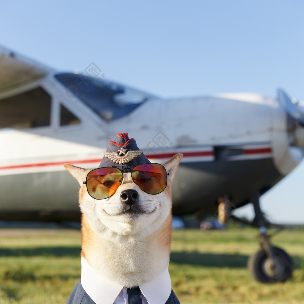 滑稽的特写照片微笑的柴犬狗在飞行员西装附近的飞机