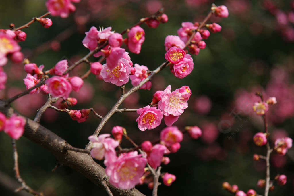 粉红梅花在树枝上1年前发布