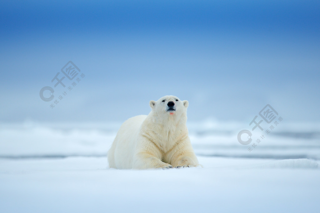 北极熊在海上的雪和水漂冰边上白色动物在自然栖息地北欧斯瓦尔巴挪威