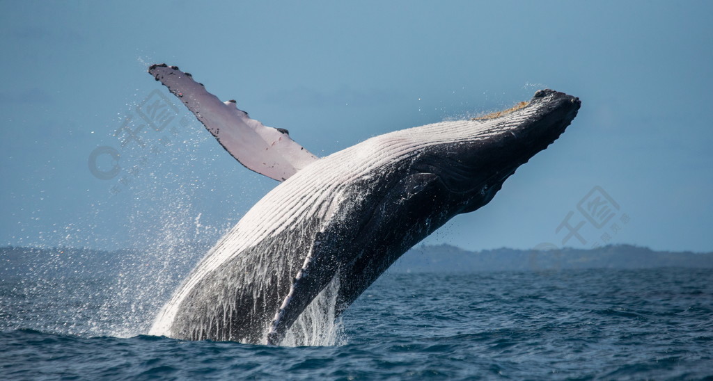 驼背鲸跃出水面1年前发布