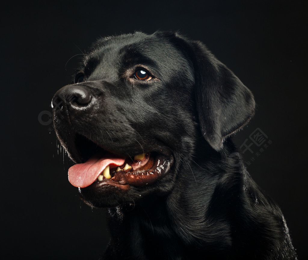拉布拉多猎犬狗在孤立的黑色背景工作室
