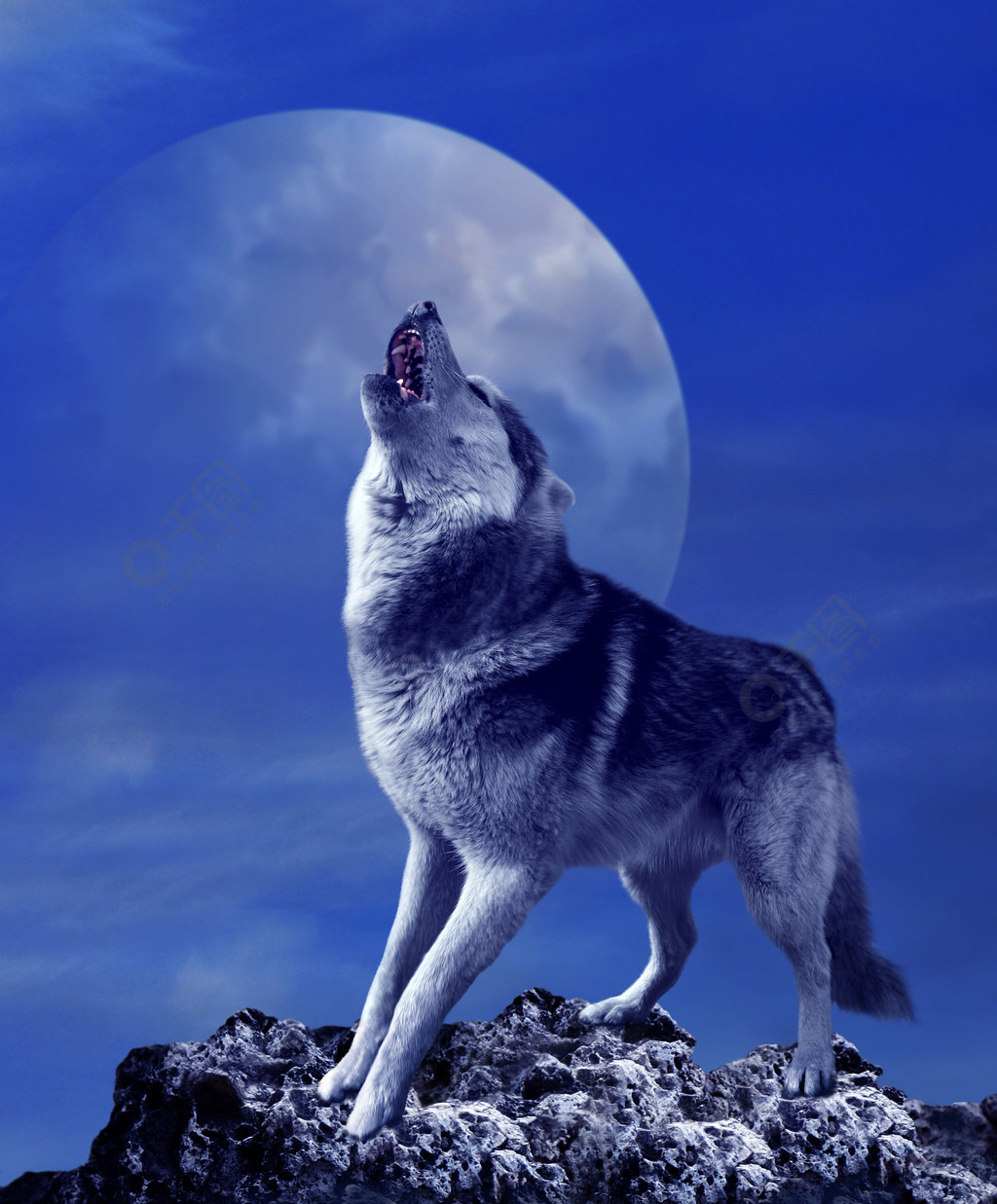 嚎叫狼和月亮1年前发布