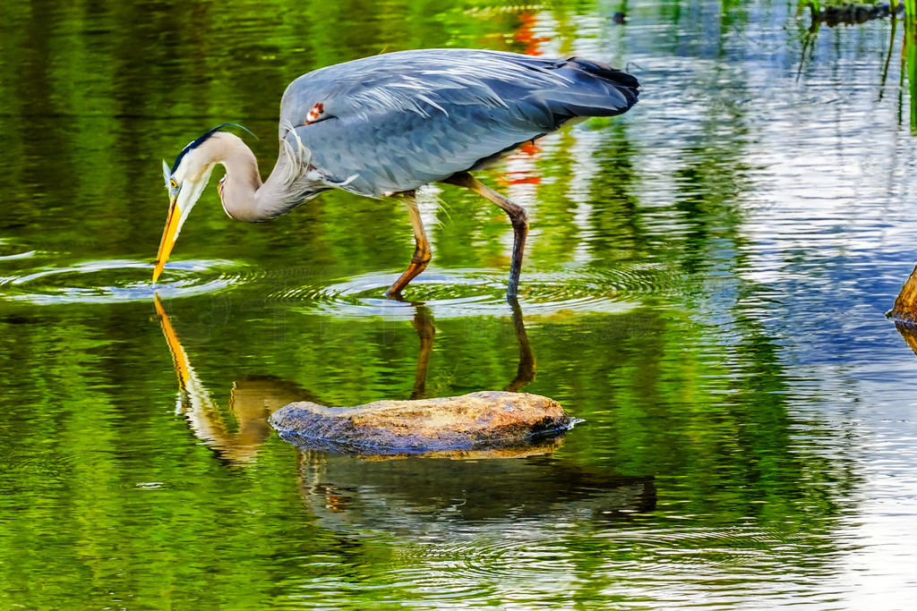 Great Blue Heron Ardea Herodias Pond Vanier Park Vancouver British