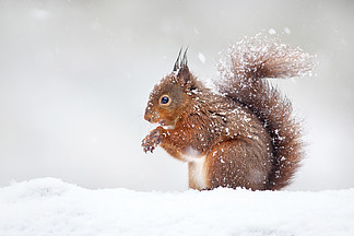 可愛的紅松鼠在飄落的雪地里, 在英國的冬天.
