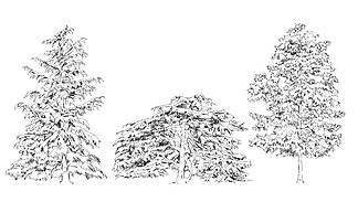 樹木，橡木，樺木、 杉木、 松樹。素描集合
