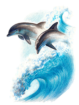 彩色绘图 两只海豚在波浪上的.水彩铅笔