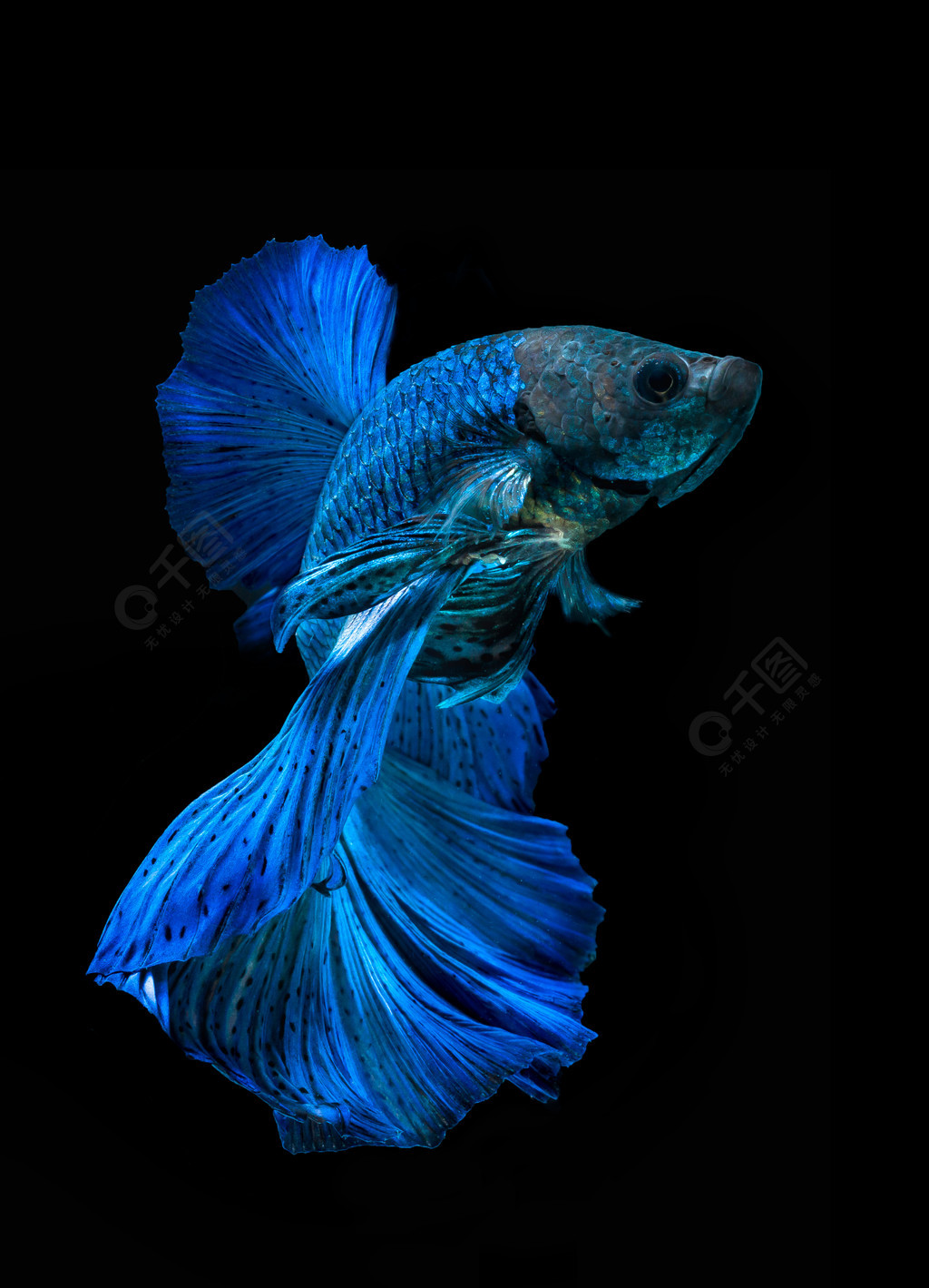 美丽的贝塔辉煌半月暹罗战斗鱼或宏波迪纳或奥夫罗内米达与蓝色尾鳍和