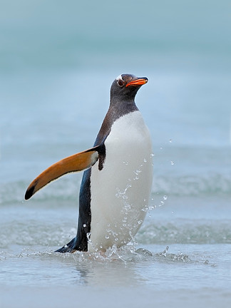 巴布亚企鹅跳出水面