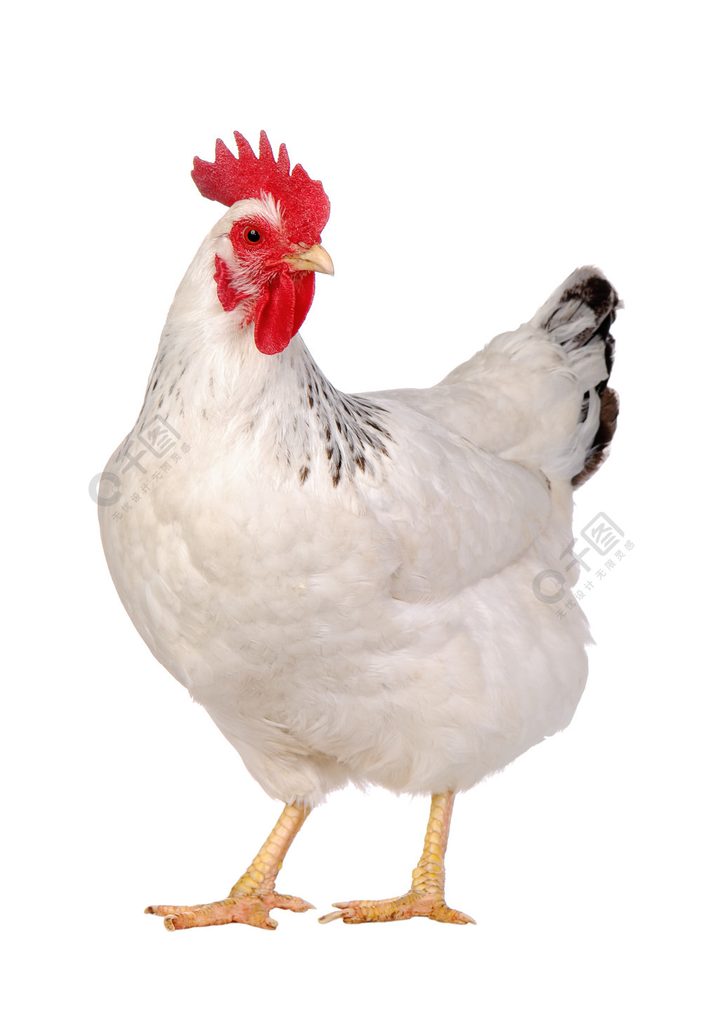 孤立在白色的鸡.动物植物免费下载_jpg格式_2256像素
