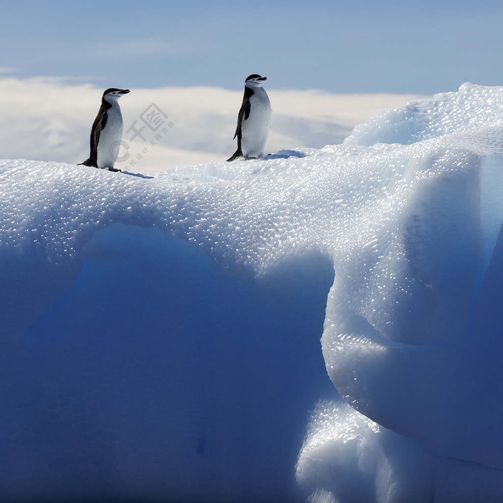 冰川和冰山在南极洲的企鹅