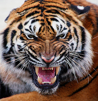 【凶猛的老虎】图片免费下载_凶猛的老虎素材_凶猛的老虎模板-千图网