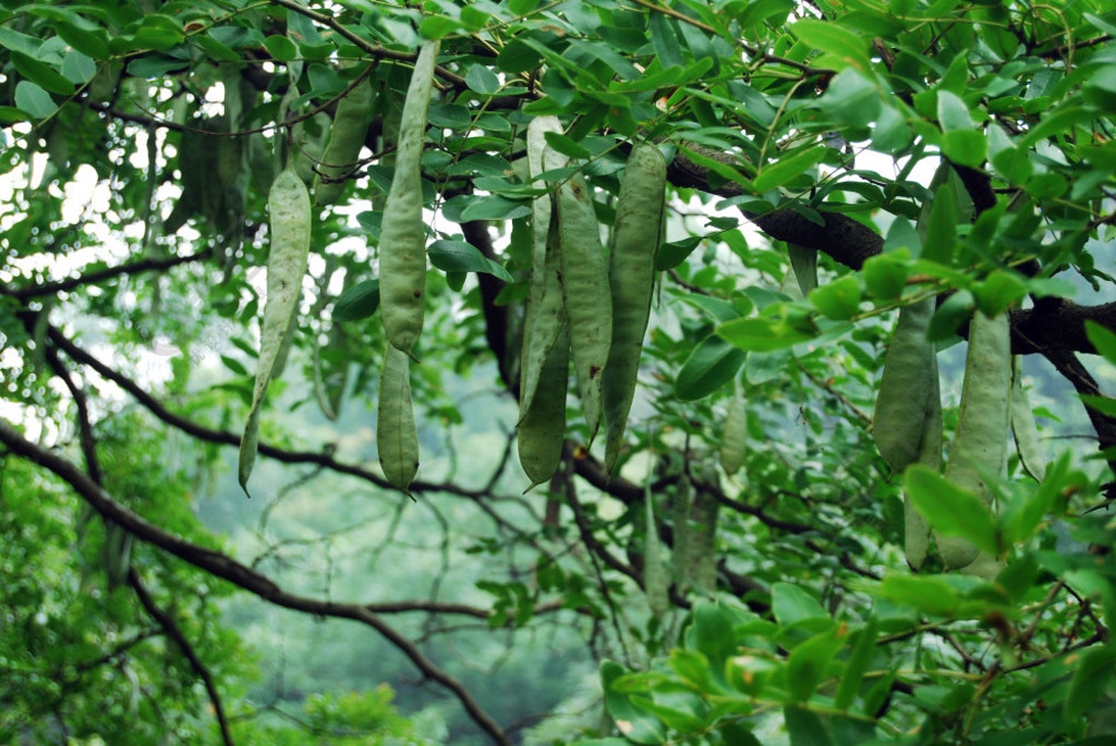 皂荚树