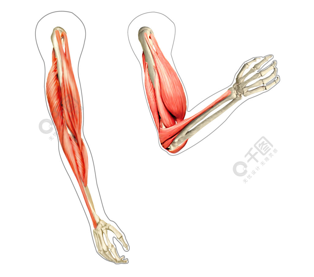 显示骨骼和肌肉弯曲,人体手臂解剖图
