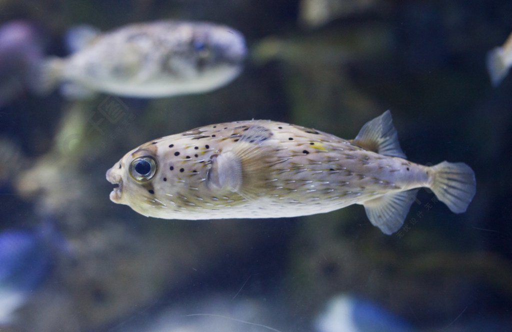 刺豚气鼓鱼海鱼