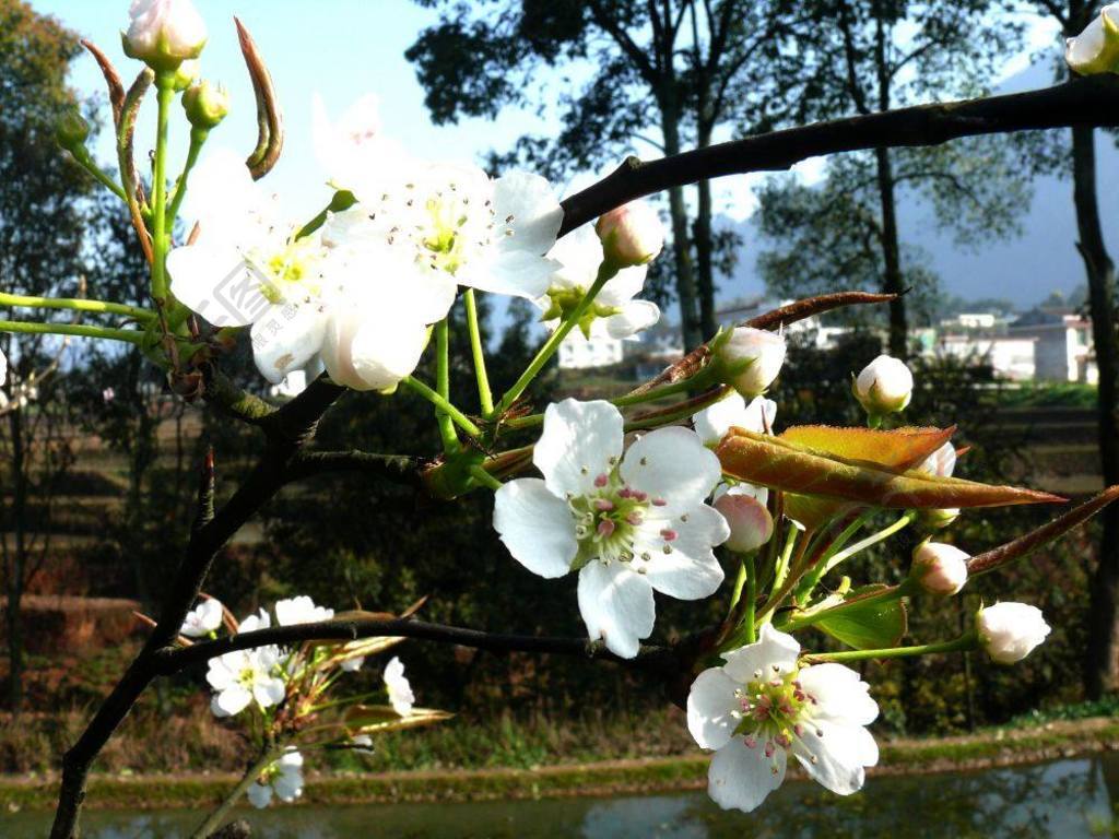 橡树花