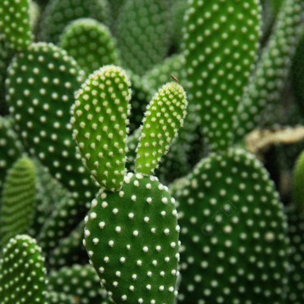 仙人掌科植物