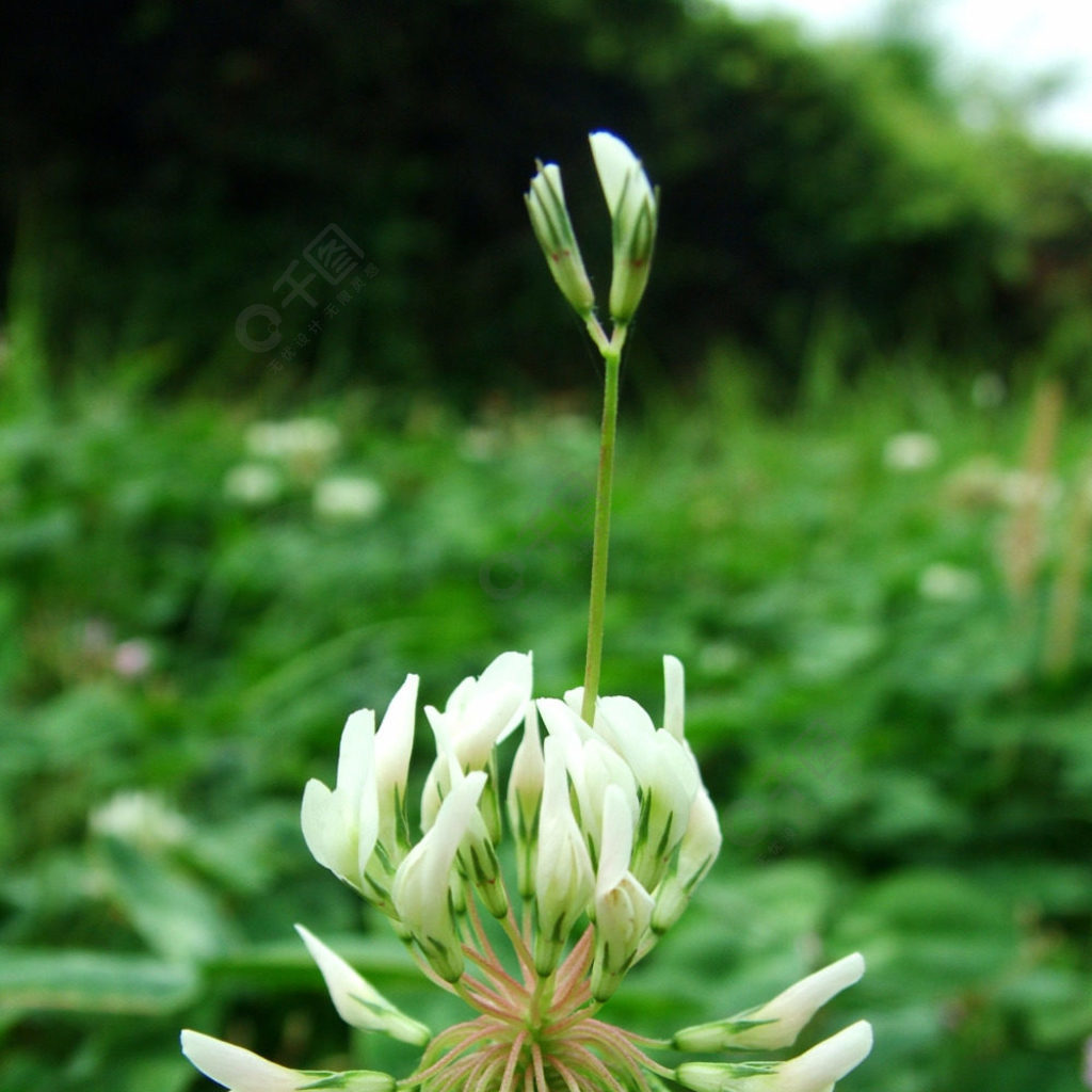 小根蒜花