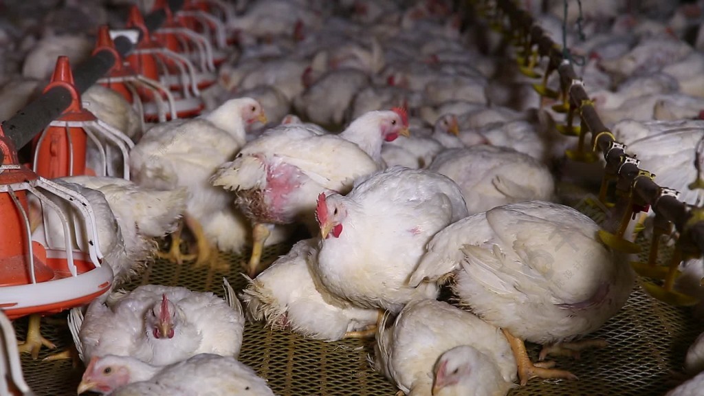 激素鸡谣言探秘鸡肉养殖场(1)