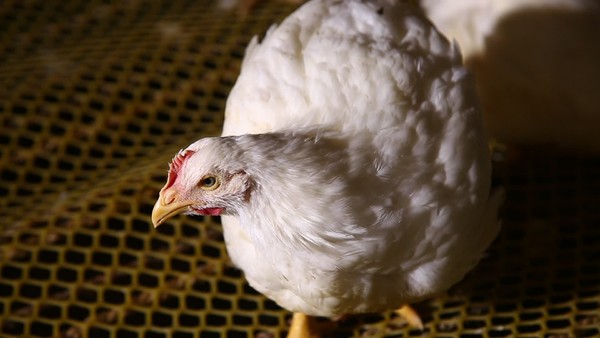 激素鸡谣言探秘鸡肉养殖场(7)