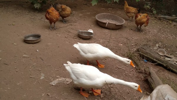 【雞鴨鵝養殖生態養殖】圖片免費下載_雞鴨鵝養殖生態養殖素材_雞鴨鵝