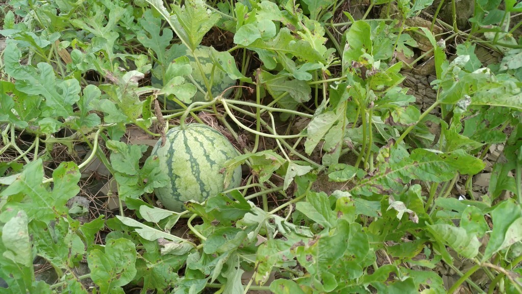 農村菜園裡種植的西瓜果實4k實拍視頻(2)