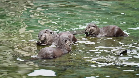 近景動物園裡的水獺吃魚捕獵 (3)