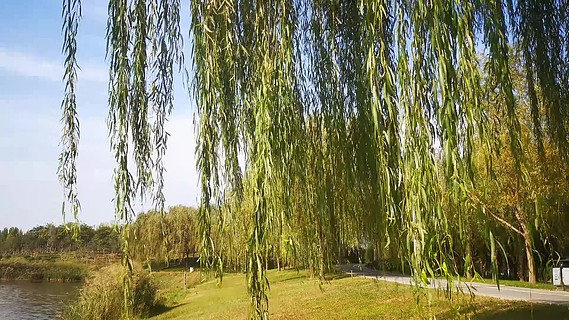 暴雨被颱風吹走的人圖案小草被風吹的小草風吹過樹林小溪動態音效風吹