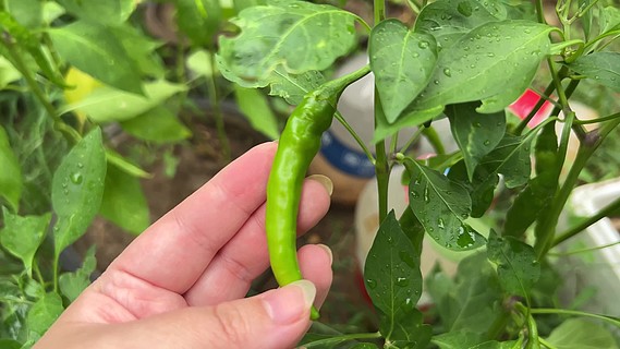 木本植物植物戶外花卉風景圖案蔓越莓凡斯庫辣椒樹的綠葉有機膨脹風