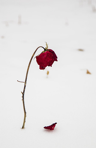 枯萎玫瑰花图片唯美图片