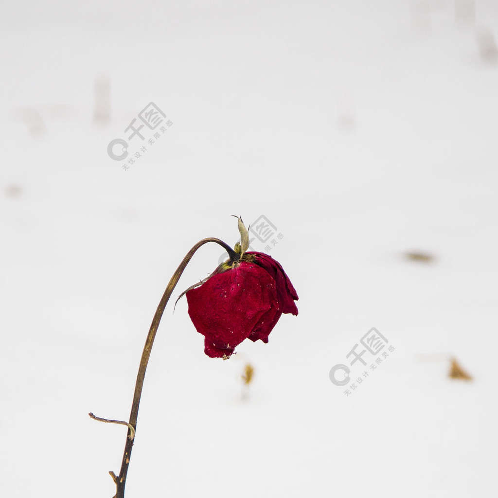 枯萎的玫瑰花图片头像图片