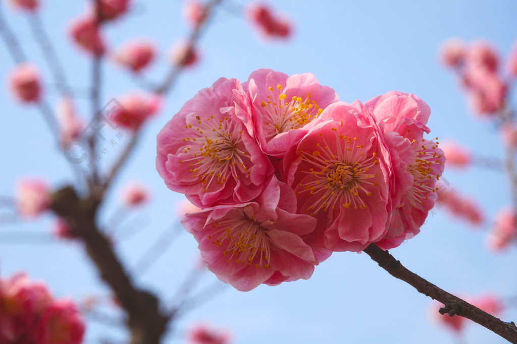 梅花圖片