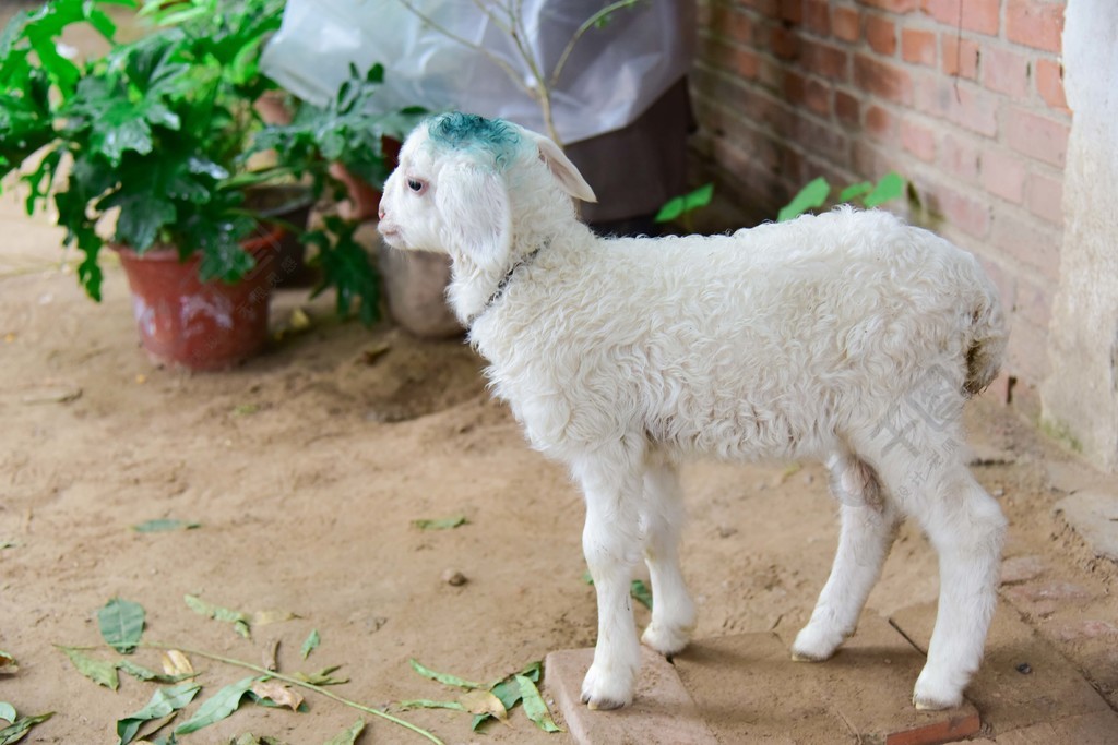 羊 綿羊 家畜 動物 圖片